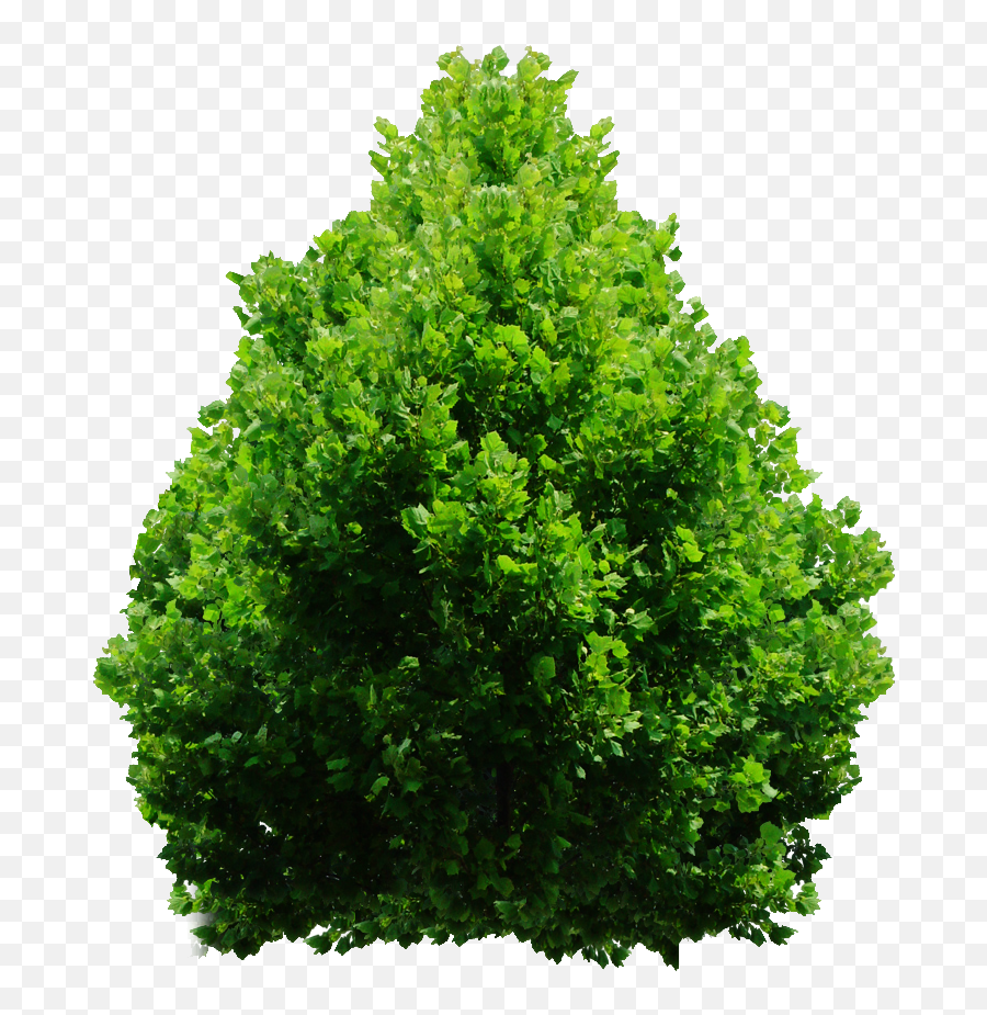 Download Hd Tree Bush Png - Shrubs Tree Png Emoji,Bush Png