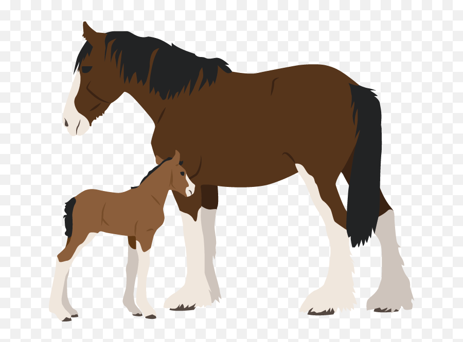 Learn Horse U0026 Horsemanship Terminology - Allpony Emoji,Ford Mustang Seat Covers Pony Logo