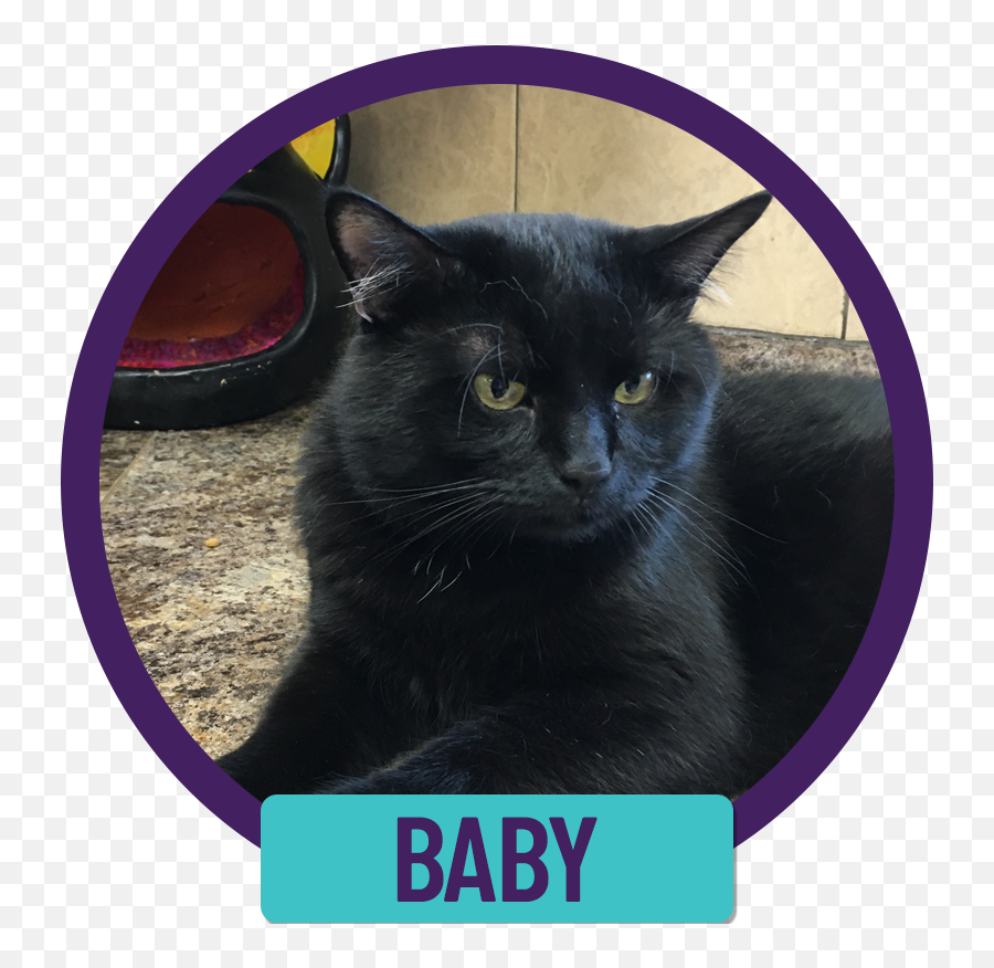 Cats Currently Available For Adoption U2014 Purrfect Cat Rescue Emoji,Transparent Cats