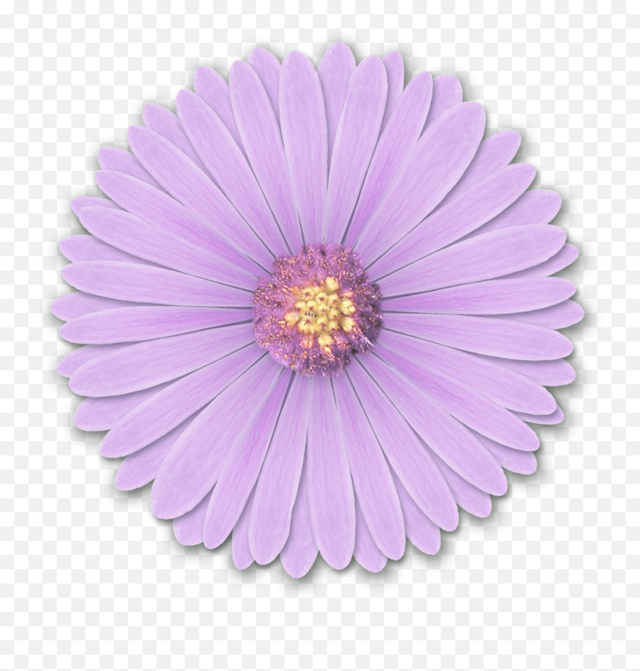 Res Light Purple Flowers By Hanabell1 D6l6mwr Png - Flower Aesthetic For Edits Emoji,How To Make A Transparent Background In Photoshop