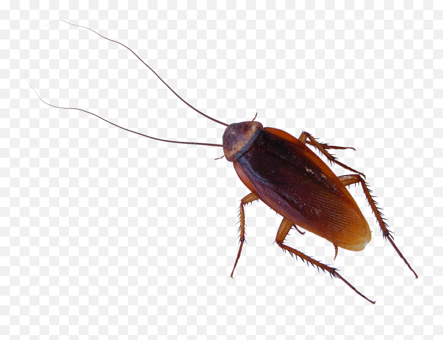Roach Png - Cockroach Png Transparent Emoji,Cockroach Png