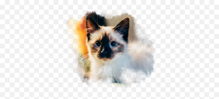What Is Oxidative Stress U2013 Pure Bella Pets Emoji,Siamese Cat Clipart