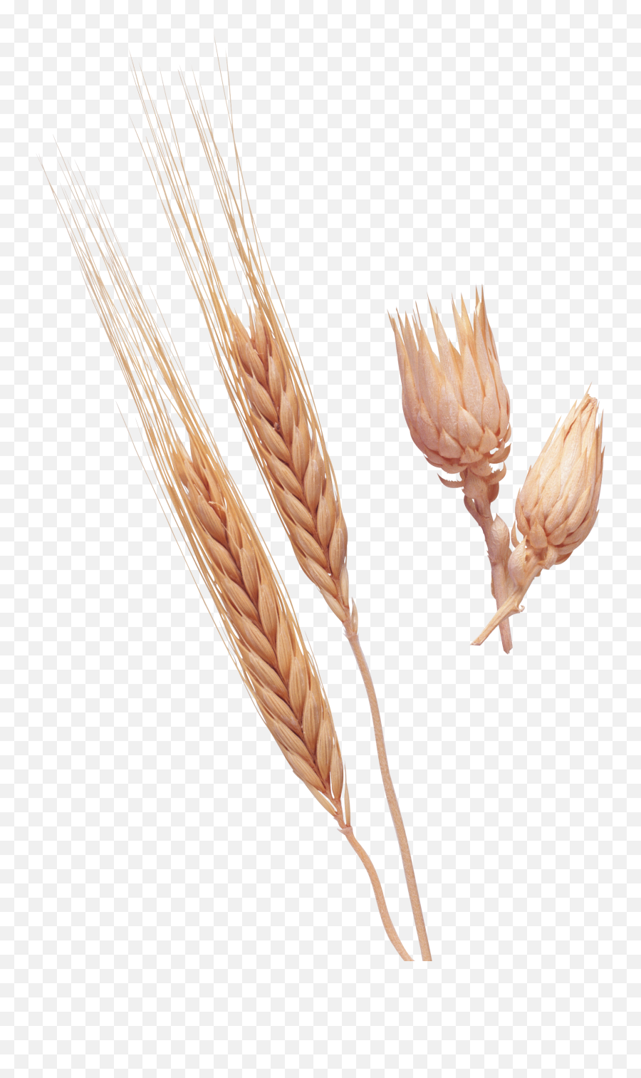 Wheat Clipart Rye Wheat Rye - Khorasan Wheat Emoji,Wheat Clipart