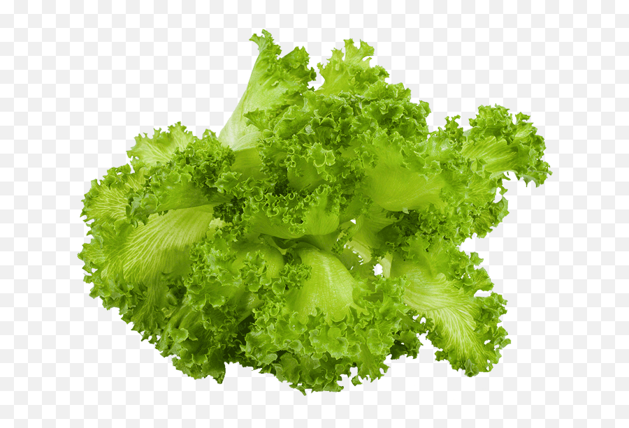 Green Cos Lettuce Zureli Emoji,Lettuce Leaf Clipart