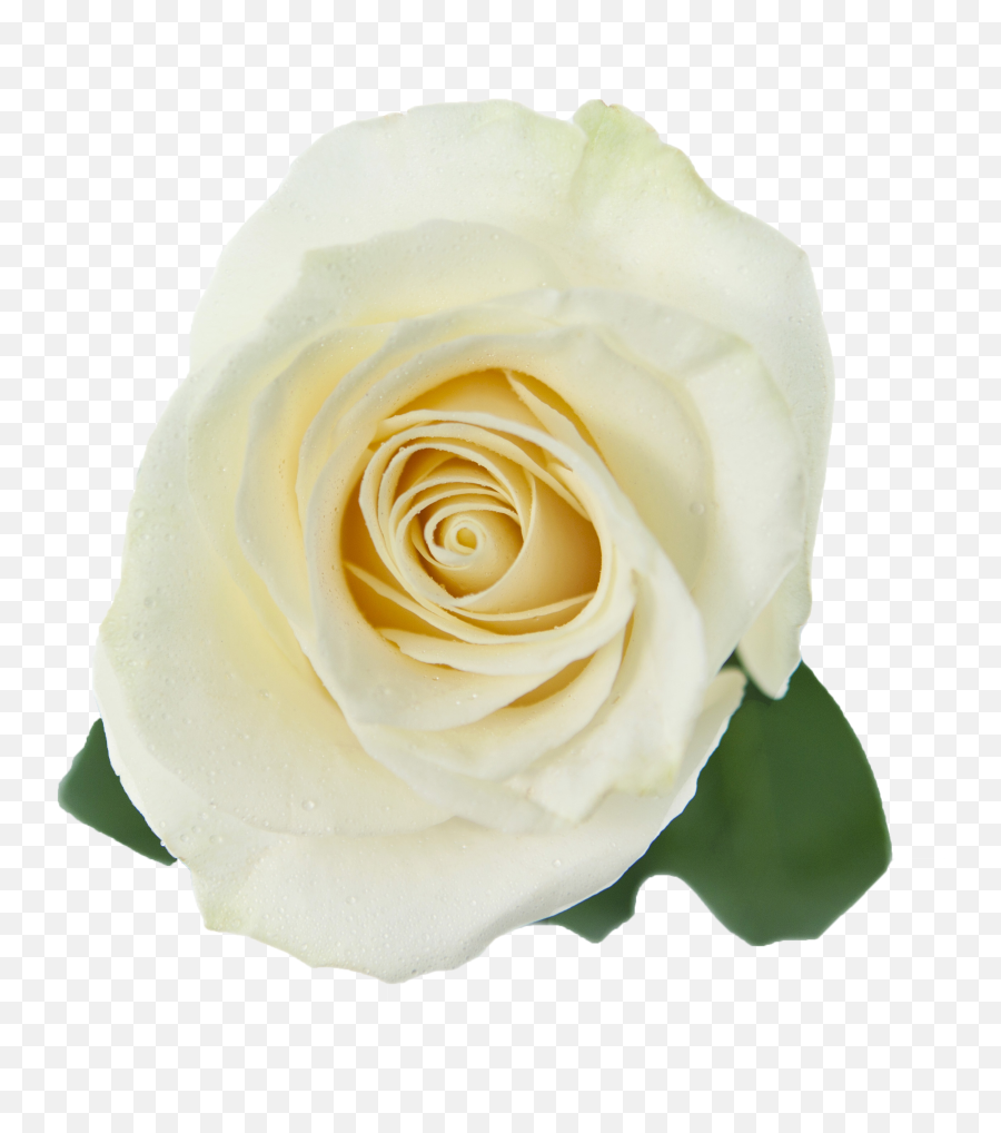 White Roses Transparent Png - Fresh Emoji,White Rose Png