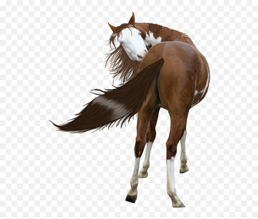 Free Download Painted Horse Png Clipart American Paint - Clipart Paint Horse Png Emoji,Horse Transparent