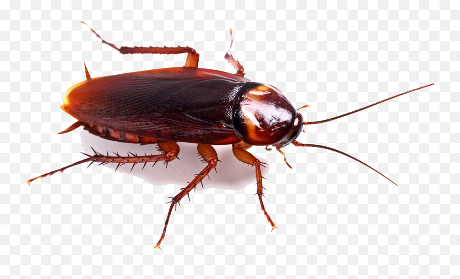 Cockroach Png High - High Resolution Cockroach Emoji,Cockroach Png