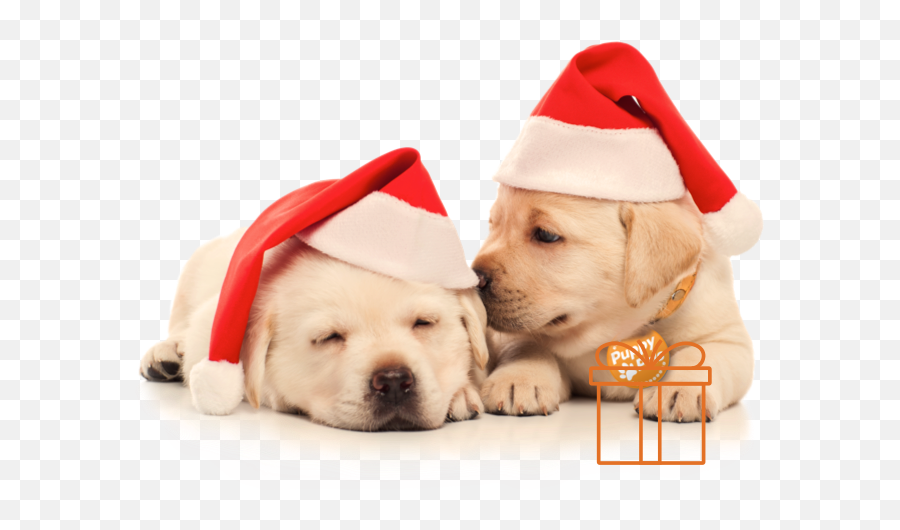Transparent Dog With Christmas Hat - Christmas Puppy Emoji,Christmas Hat Transparent