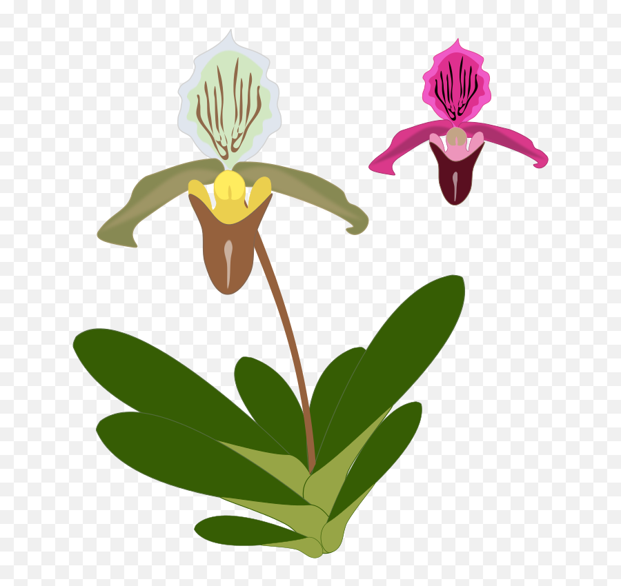 Free Clipart - Paphiopedilum Clipart Emoji,Orchid Clipart