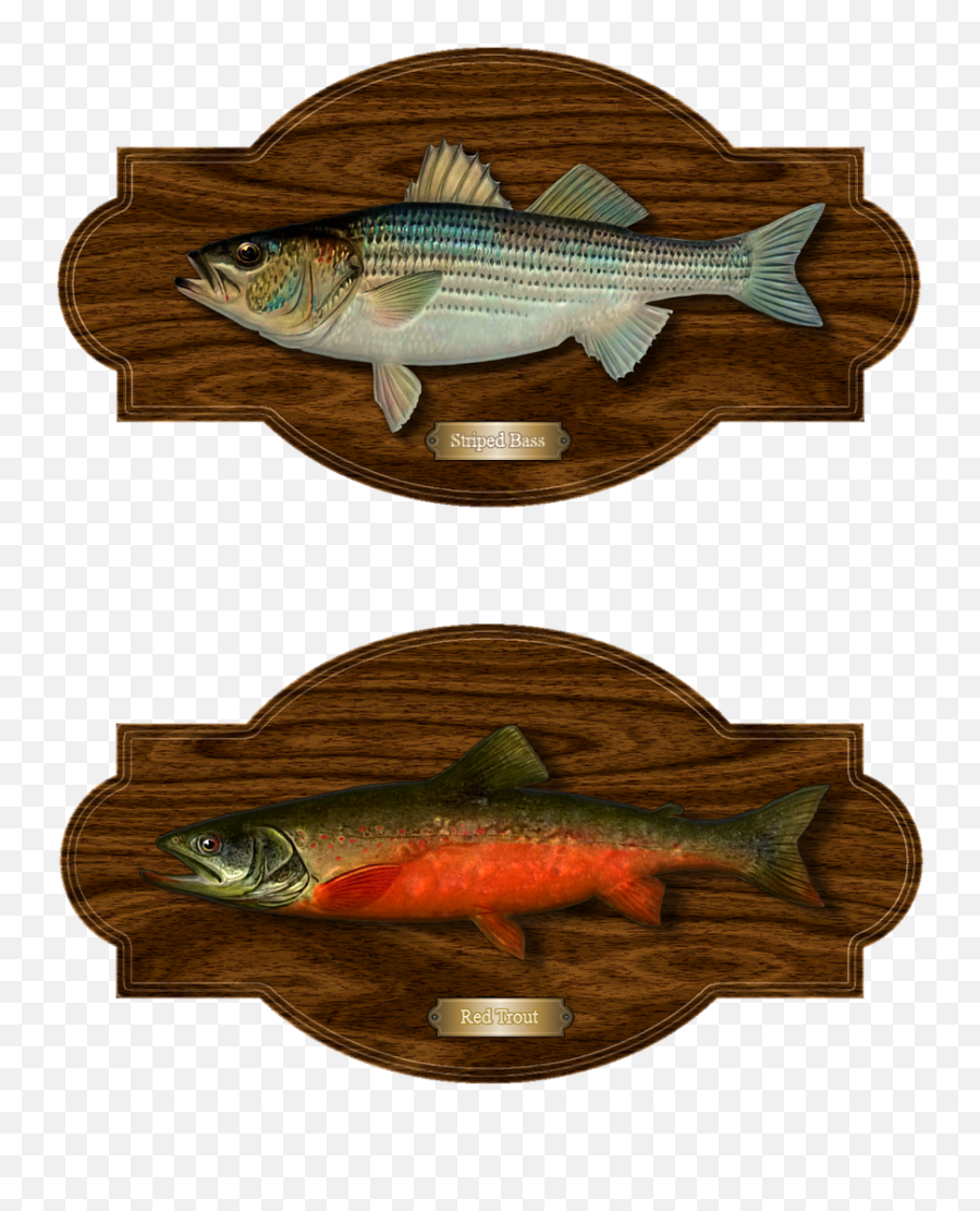 Fish Trout Bass Trophy Catch Png Picpng - Pacific Salmons And Trouts Emoji,Bass Fish Png