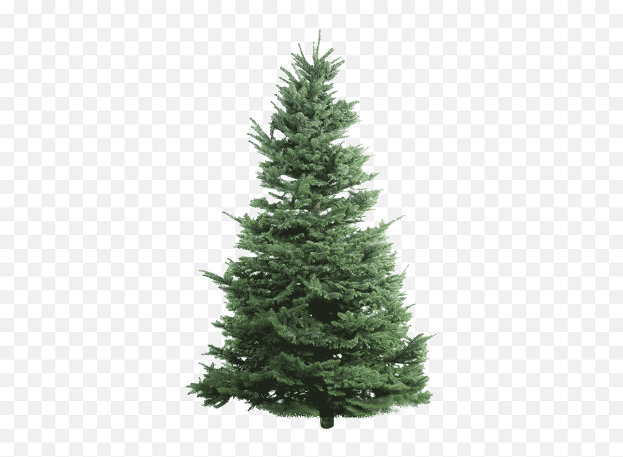Nobel Fir - Christmas Tree Isolated Png Emoji,Christmas Tree Png