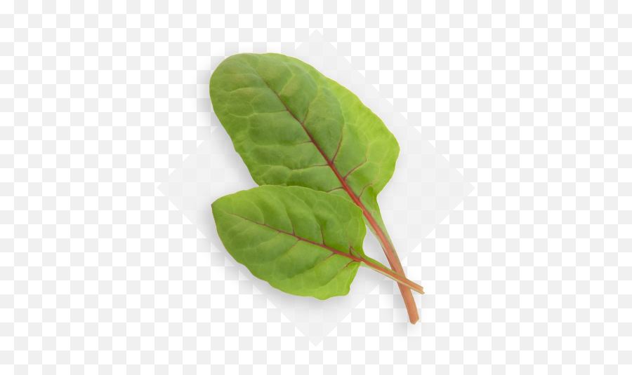Op Isola Verde Services Emoji,Lettuce Leaf Clipart