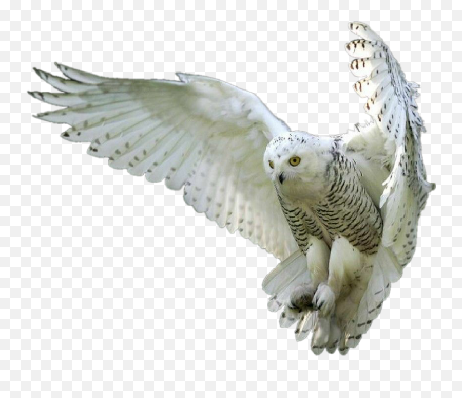 Download Owl Owls Whiteowl Hedwig - Owl Png White Emoji,Owl Png