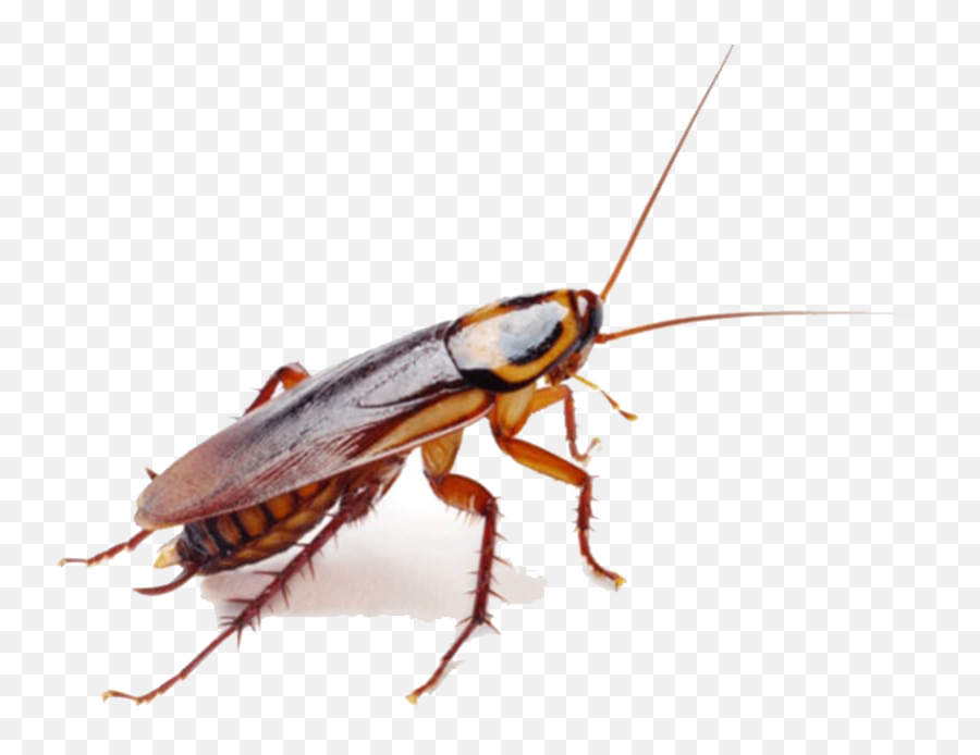 Roaches Png Download Image - Cockroaches Toronto Emoji,Cockroach Png