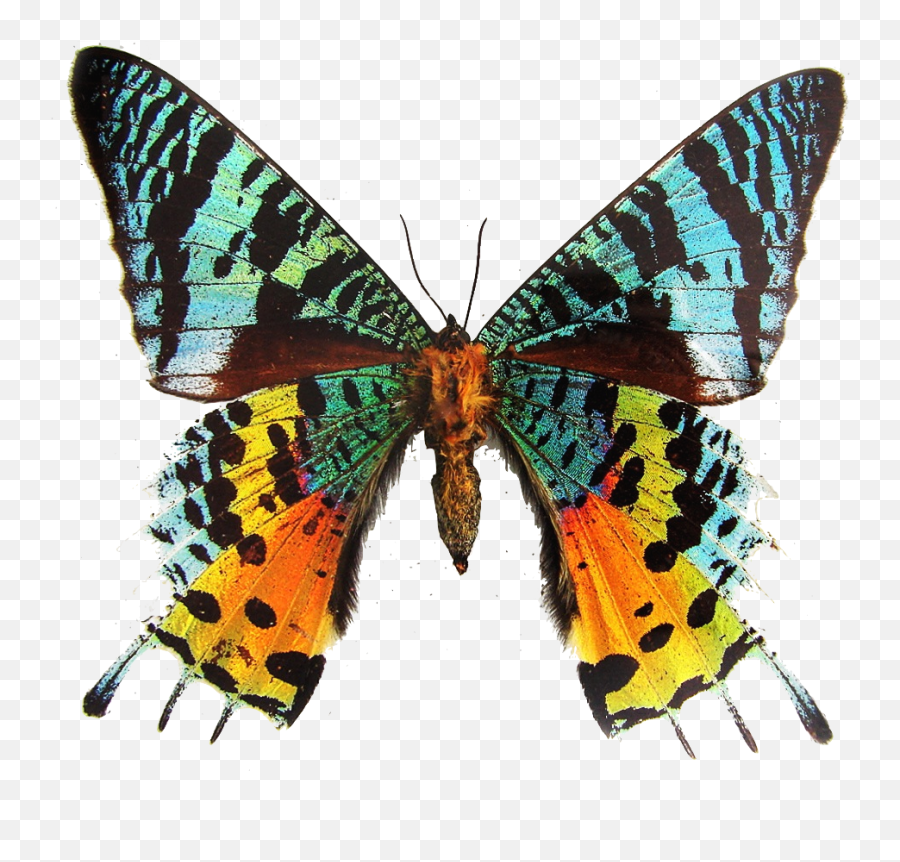 Colorful Transparent Moth Sticker By Stickercentral - Madagascan Sunset Moth Transparent Emoji,Moth Transparent