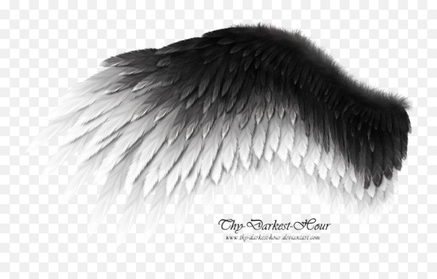 Black And White Wings Png Png Image - Black White Angel Wings Emoji,White Wings Png