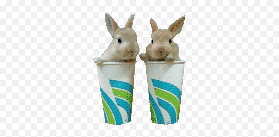 I Wallpaper Bunny Transparent - Bunny Rabbit Gif Transparent Background Emoji,Bunny Transparent
