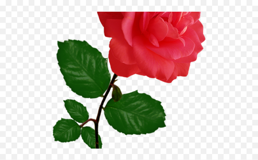 Red Rose Clipart Row - Twig Emoji,Rose Clipart