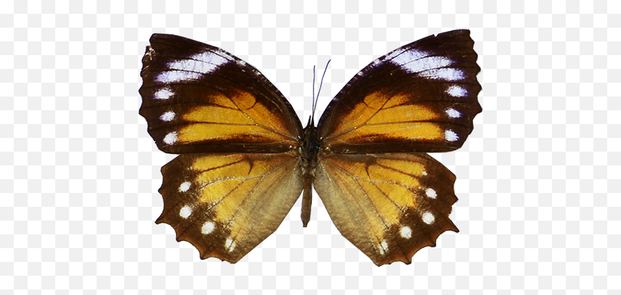 Butterflynet Emoji,Nsf Png