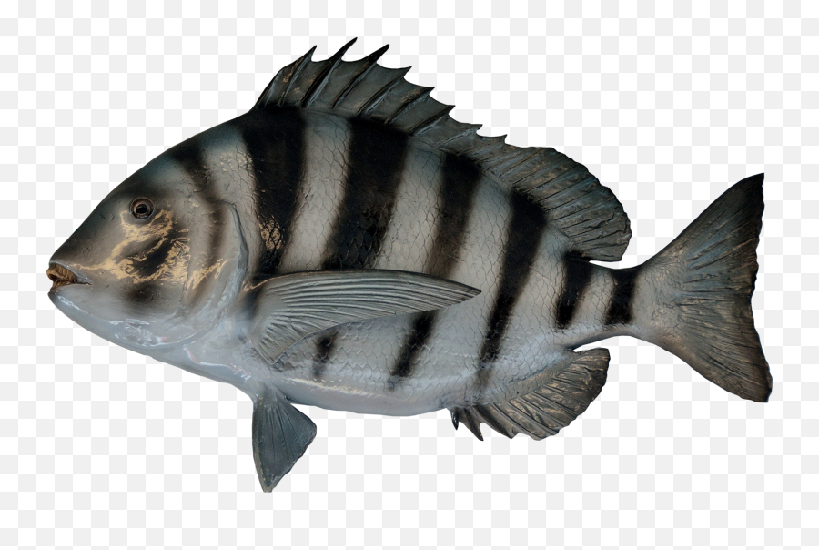 Fish - Sea Fish Transparent Background Emoji,Fish Transparent Background