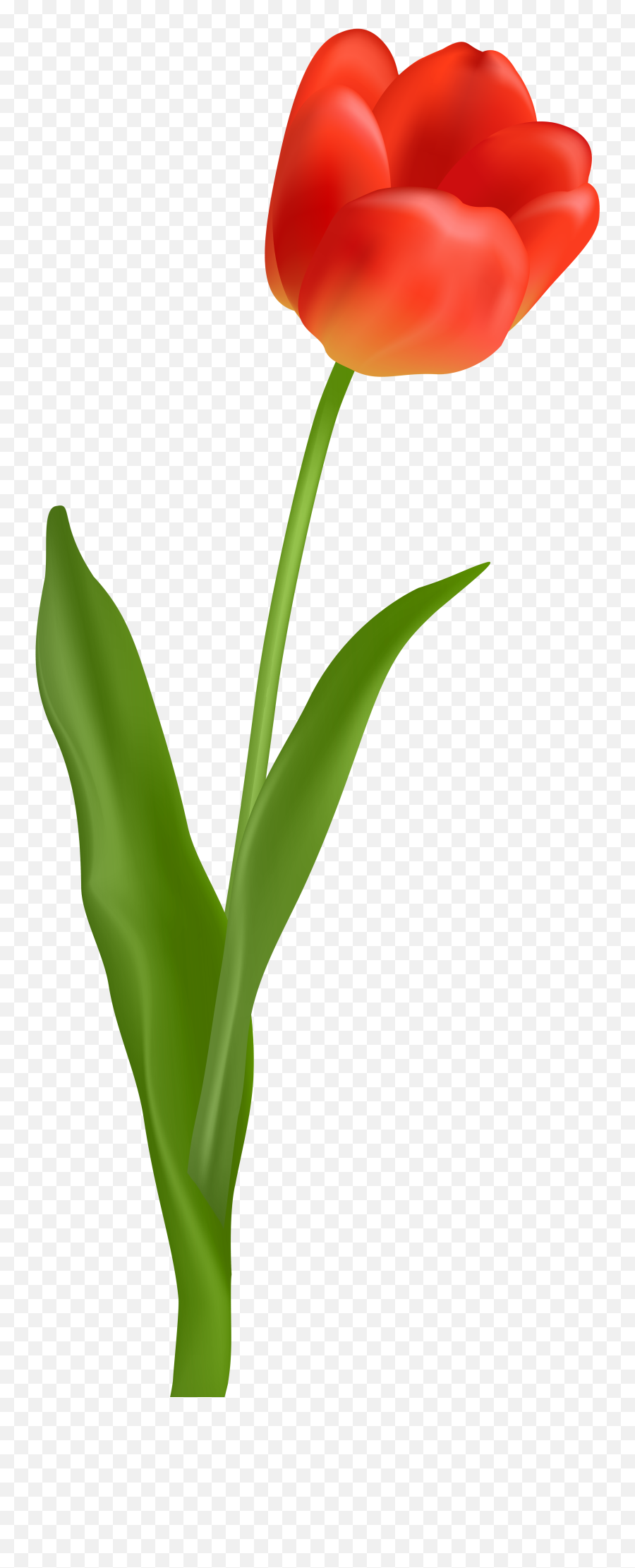Library Of Flower Image Free Tulip Png Emoji,Tulips Clipart