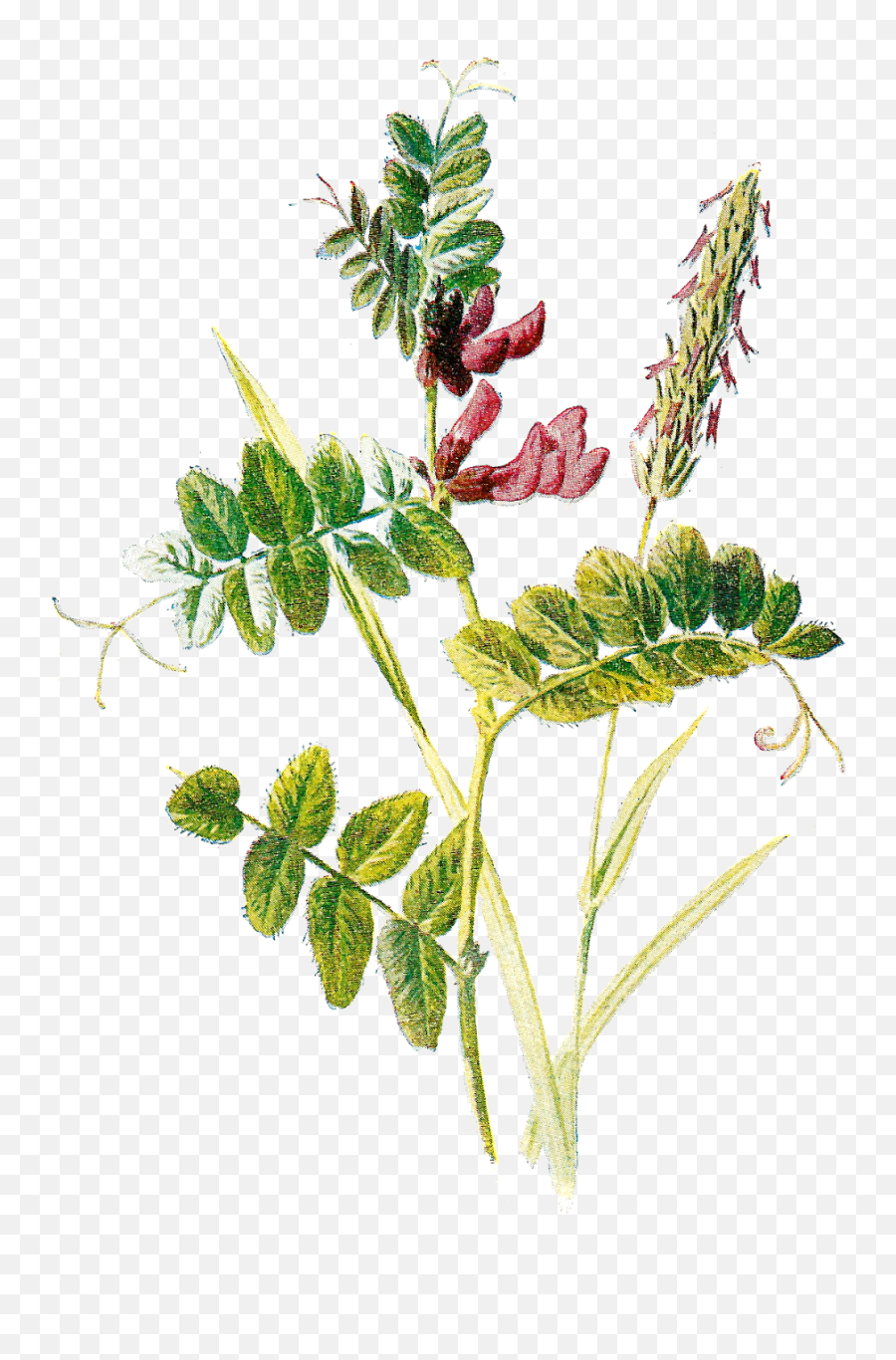 Wildflower Clipart Botanical - Botatical Png Emoji,Wildflower Clipart