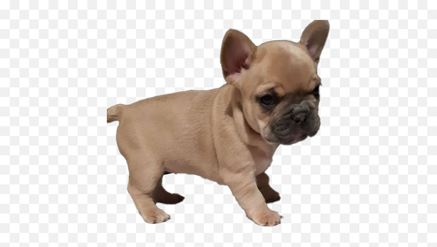 French Bulldog Puppy Png Images Emoji,French Bulldog Png