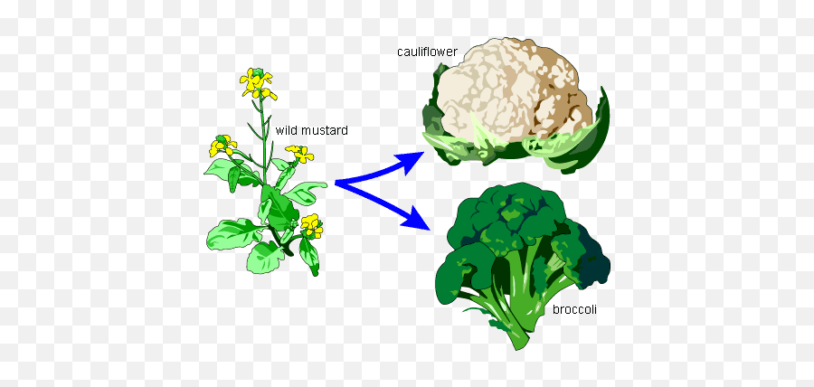 Broccoli Clipart Broccoli Plant Picture 302071 Broccoli - Edible Part Of Cauliflower Emoji,Broccoli Clipart